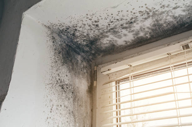 Affordable Hvac And Air Duct Mold Remediation solutions in Marion, NC